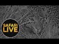 safariLIVE: The Gauntlet - Episode 1 - July 28, 2018