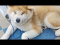 秋田犬会館配信！