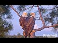 SWFL Eagles ~ Entire Family Home Together! Both E's Get Their Own Fish! E16's Dramatic Snatch 8.3.20