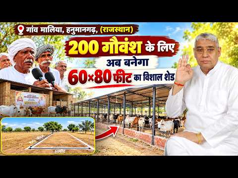 गांव मालिया, हनुमानगढ़, (राजस्थान): 400 क्विंटल चारे के बाद अब मिला 60×80 फीट का विशाल शेड।