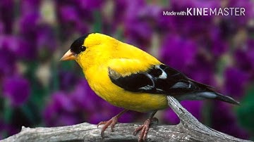 سورة الرحمن - الاستاذ شهريار برهيزكار