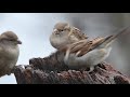 Stber naturfilm  am futterplatz  spatzenalarm