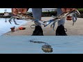 Crazy day crabbing with alligator lurking catching blue crabs off boat ramp florida crabbing