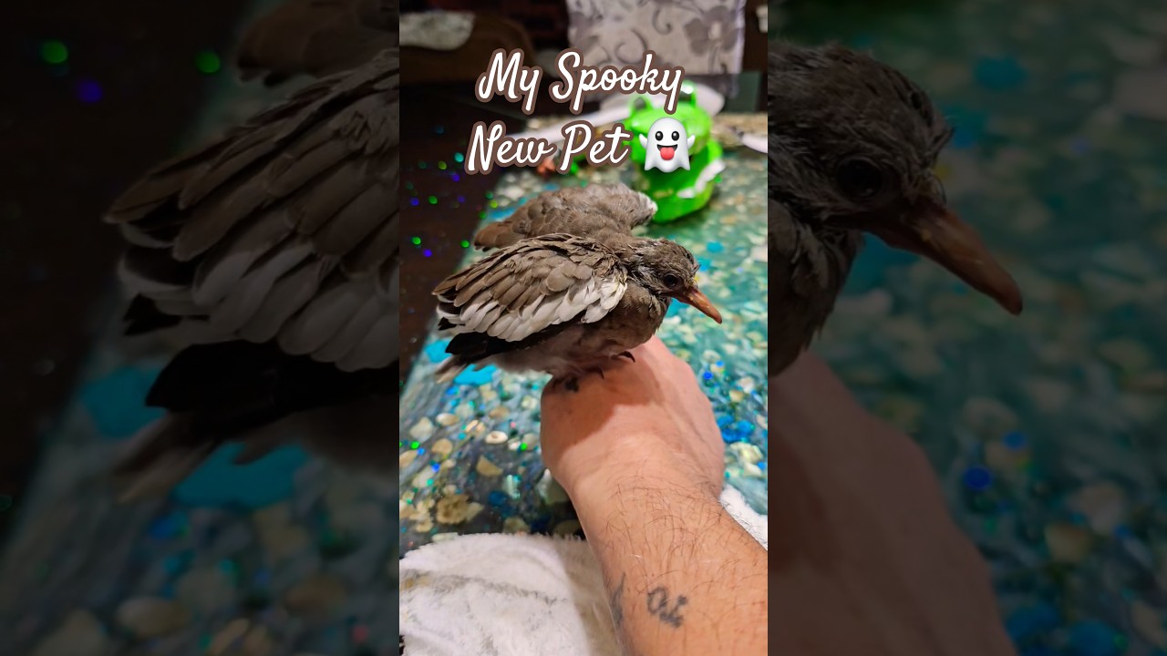 My Pet Rescue Timmy the Bird 🐦‍⬛ #rescue #birds #pet