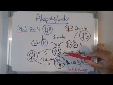 Vídeo: Diferencia Entre Autopoliploidía Y Alopoliploidía