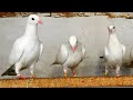 Кормлю голубей корм с чесноком/I feed pigeons food with garlic.