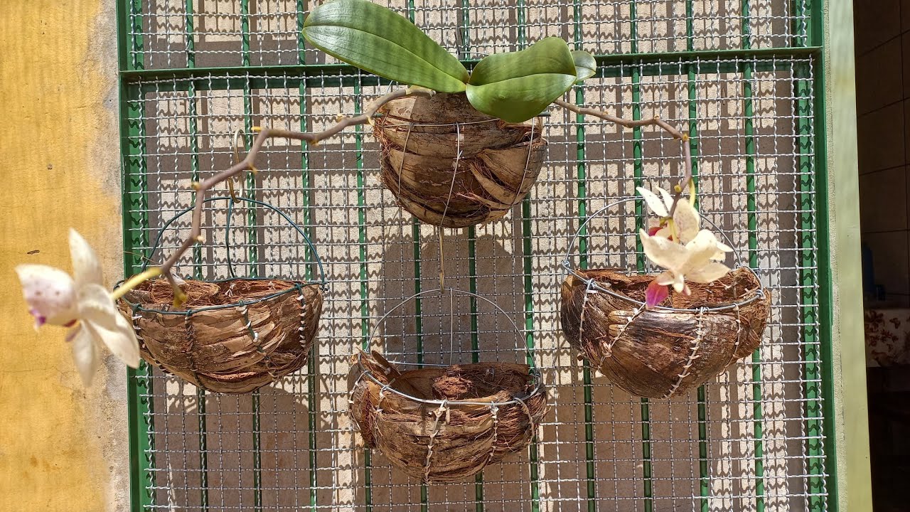 vaso de casca de coco amei