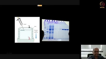 Electrophoresis of Proteins and Protein Sequencing #swayamprabha #ch31sp
