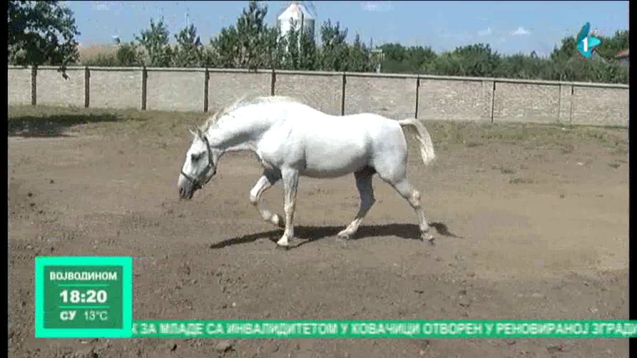 Ravničarenje: Surduk