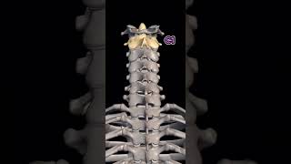 Cervical Spine C1 - C7
