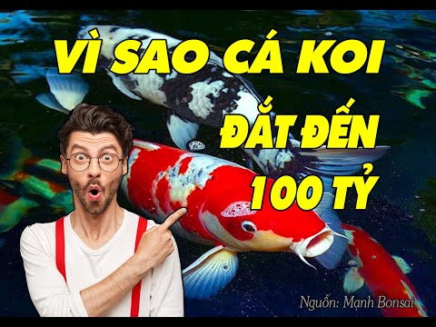 Video VÌ SAO CÁ KOI ĐẮT ĐẾN 100 TỶ VNĐ - youtube