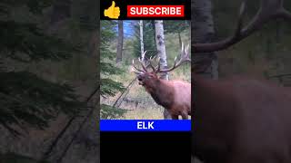 Bull Elk || Bull Elk bugling || #shorts #bullelk #trending #viral