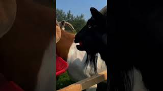 Банда ! #shorts #animals #story #cute #fanny #strawberry #юмор