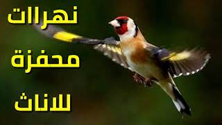 تغريد حسون خلوي لتحفيز لاناث | Chant Chardonnret