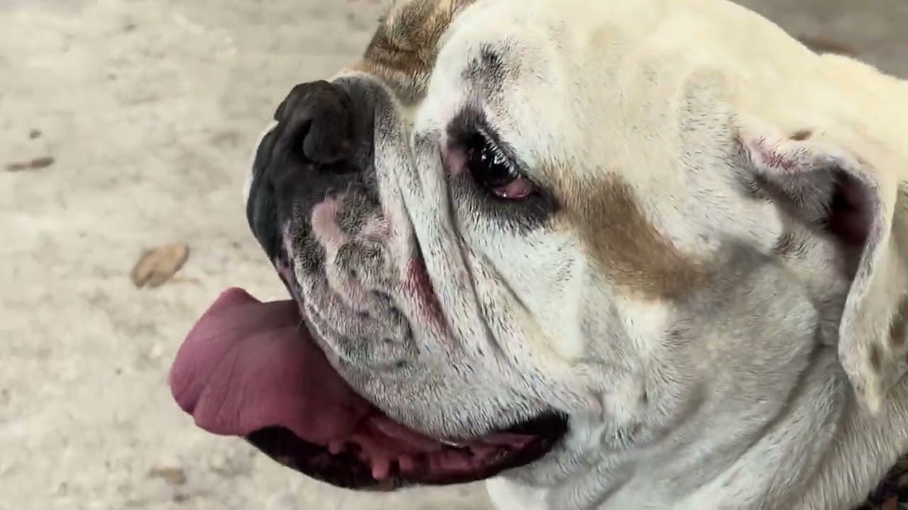 Antemesaris - Free Whiskey (acoustic) - Come Outside (You Lift Me Up)