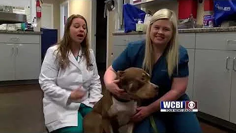 Enerson Animal Health 4/26/18 - Dog Allergies