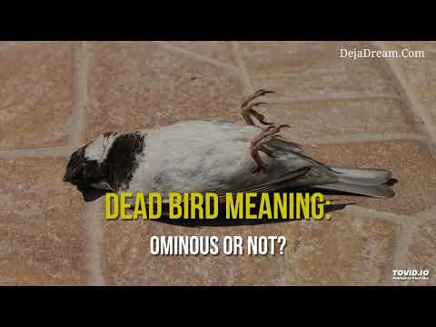 Video: What Does A Dead Dove On A Window Mean