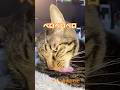 ベロンベロン　#shorts #cat #今日の夏目くん