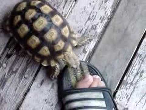 Cannibal Turtle