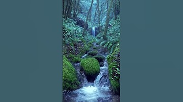 Thumbnail of Relaxing Rain Noise + Forest Stream | 10-Hour Version on Our Channel!