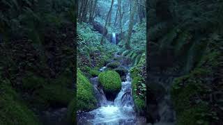 Relaxing Rain Noise + Forest Stream | 10-Hour Version on Our Channel!