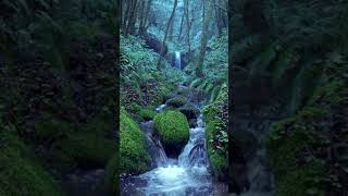 Relaxing Rain Noise + Forest Stream | 10-Hour Version on Our Channel! screenshot 5