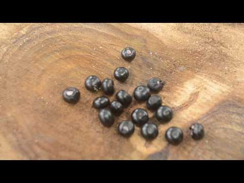 Video: Bagaimana cara menanam ardisia crenata?