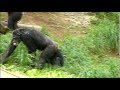 Baby chimpanzee are deprived of food. 餌をとられて、悔しがる子供チンパンジー。