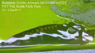 My Malaysian Golden Arowana PAT Farm F1.5 131015