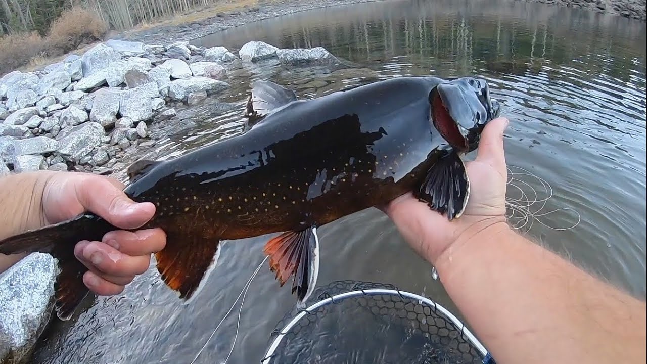 CATCHING A SUPER RARE BLACK TROUT Fly Fishing YouTube catching-a-super-rare-black-trout-fly-fishing-youtube