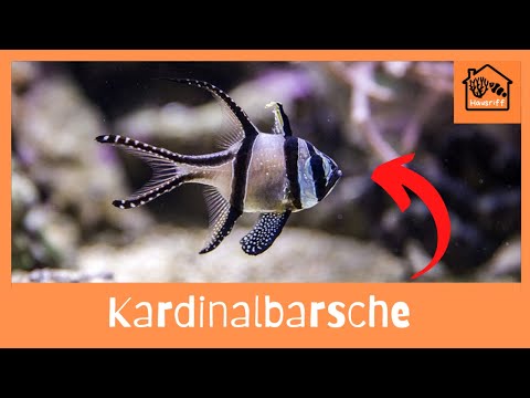 Video: Salzwasserfisch Für Anfänger: Kardinalbarsche (Familie Apogonidae)