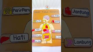 MENGENAL ORGAN TUBUH MANUSIA #shortvideo #organtubuh #diymainan #mainankardus #humanbody #fyp