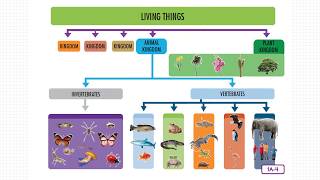 Animal Classification: Classifying Animals by Characteristics Wealth
