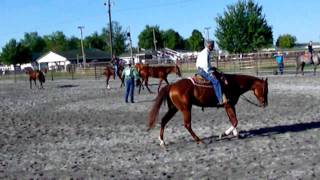 Ohio Quarter Horse Longe Line Futurity Horse