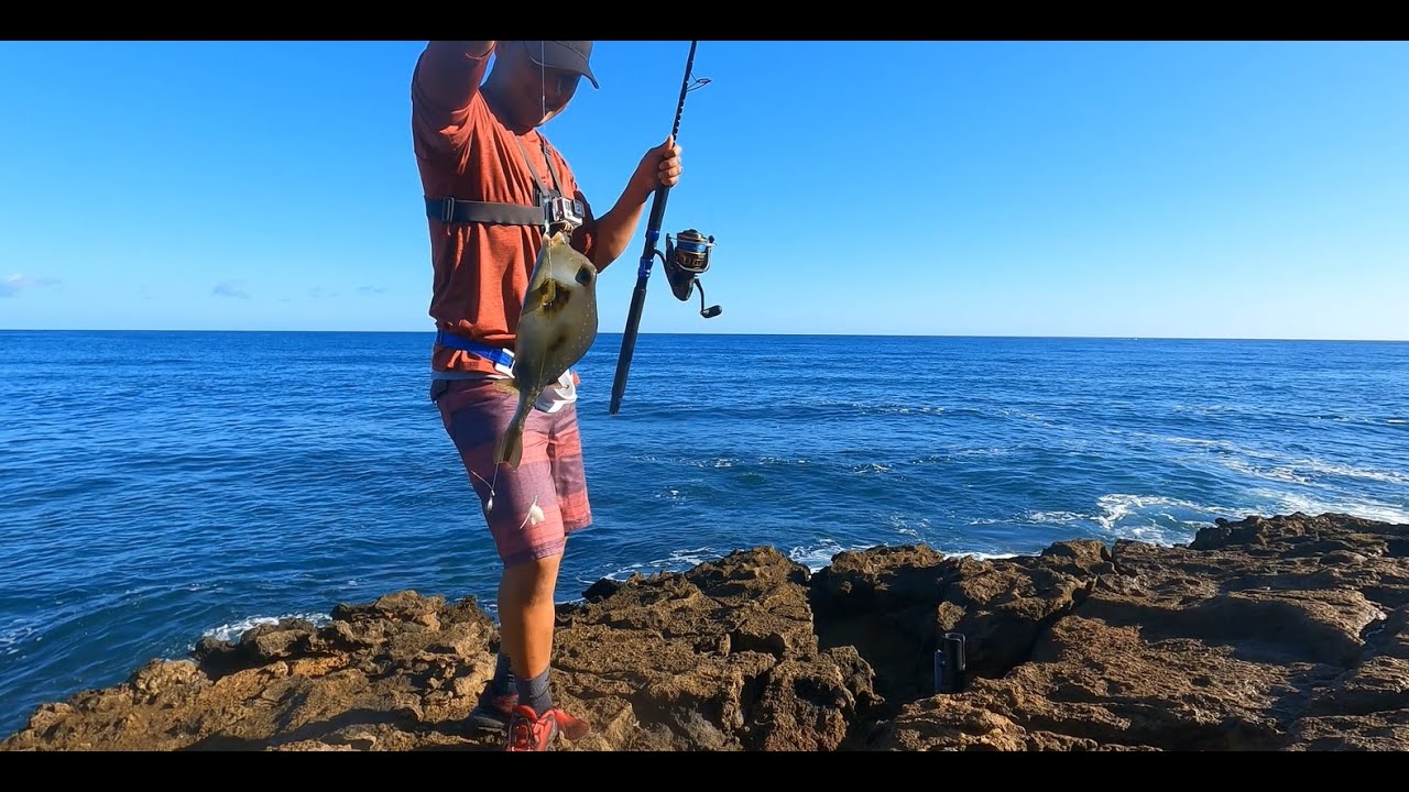 Chapin or Trunk Fish - YouTube