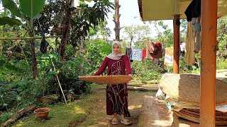 Download Lagu kesibukan gadis bule ketika musim panen padi MP3