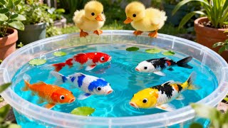 unboxing ikan hias warna warni, ikan koi, ikan glowfish, ikan cupang, kura kura brazil �