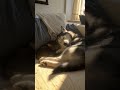 best friends for life #adorable #cat #cute #kitty #viral #viralvideo #viralreels #reels #trending