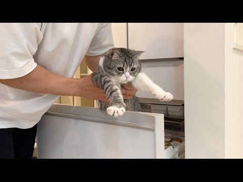 冷蔵庫を漁ってるのを見つかって現行犯逮捕されちゃった猫がかわいすぎましたw