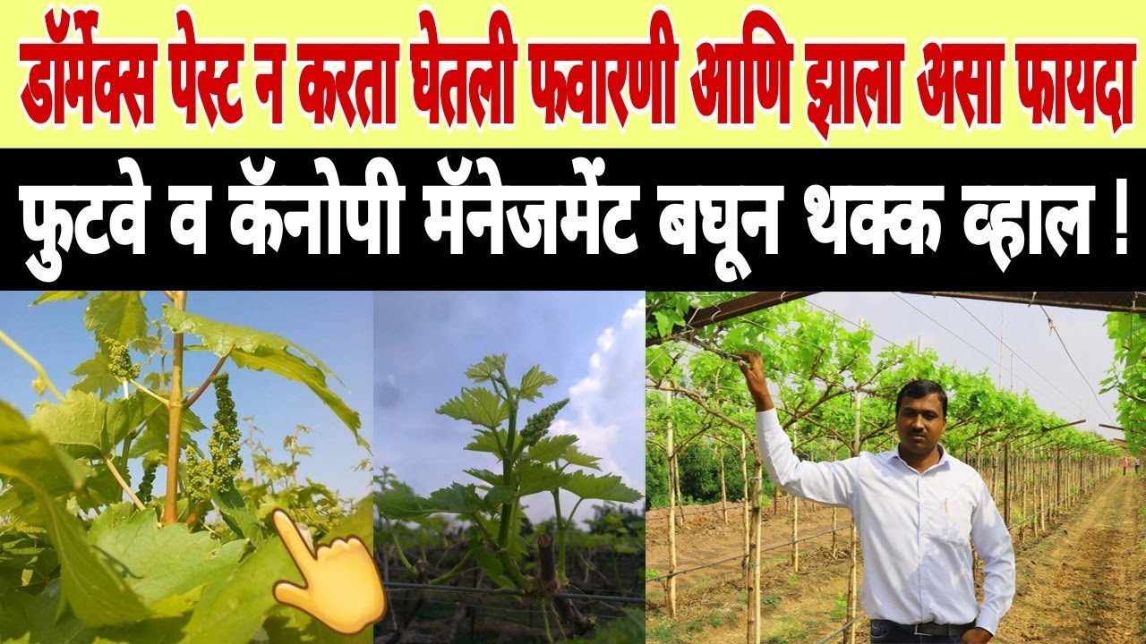 बिळूर: द्राक्ष उत्पन्न भरघोस मिळण्यासाठी शेतकऱ्यांनी काय केले पहा? नोव्हेंबरमध्ये केला अनोखा प्रयोग