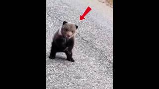 This Tiny Lost Bear Cub Found His Forever Family ✨ #shortfeed