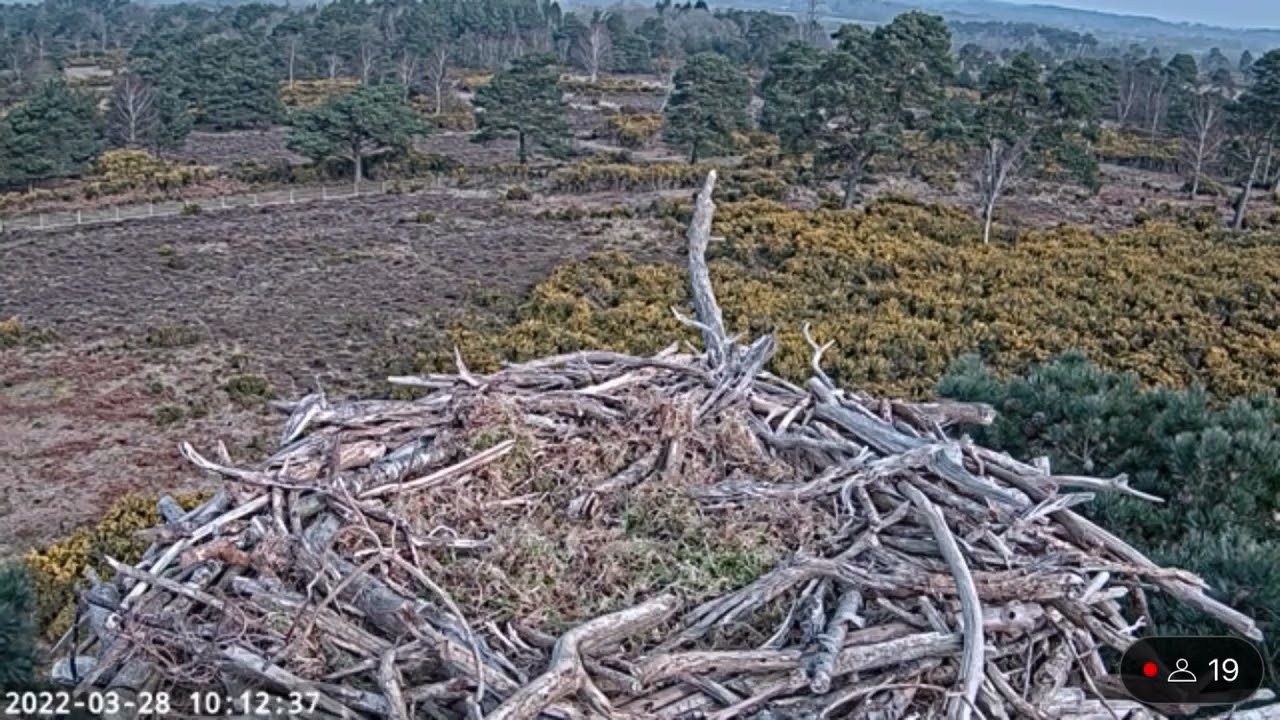 Ring Ouzel lands on camera and starts sub-singing 28/03/22