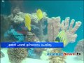 International Aqua show :Kochi News: