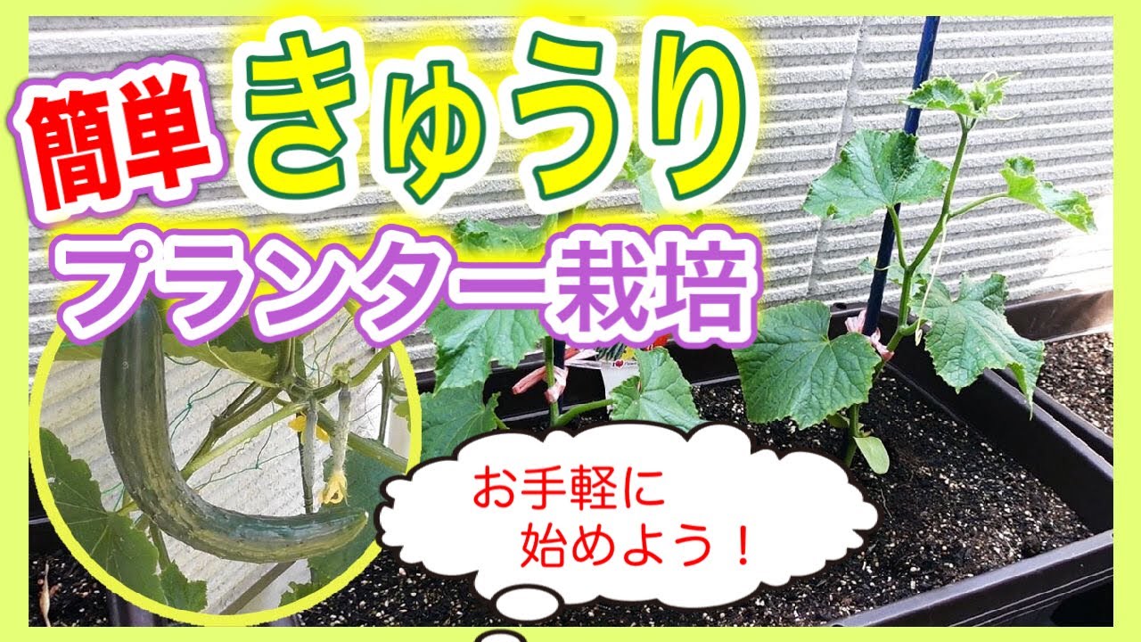 簡単！きゅうりのプランター栽培！　お手軽に始めよう！　～狭い庭で家庭菜園～