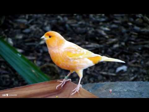 Le plus beau Chant du Canari pour l'écolage من أجمل تغاريد طائر الكناري لتسميع الفراخ