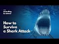 How to Survive a Shark Attack, According to Science