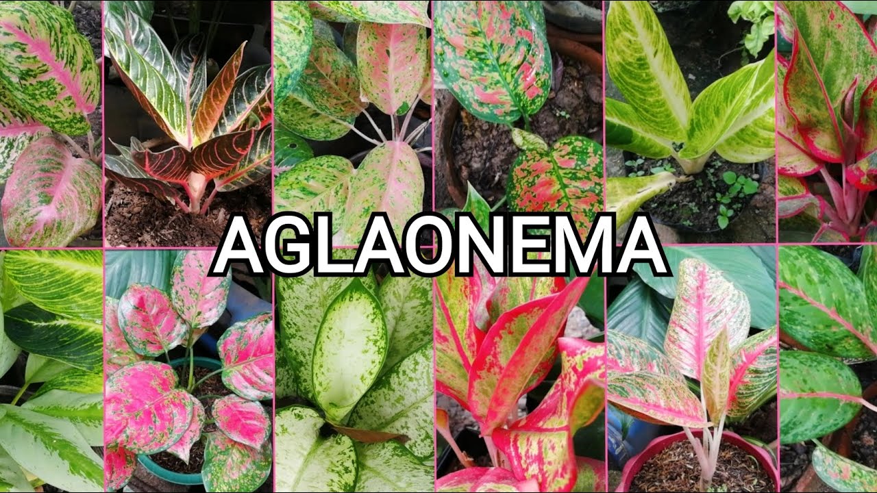  Aglaonema  Plant  Collection Chinese Evergreens YouTube