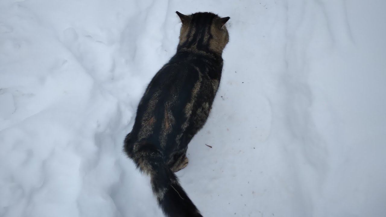 Утро в деревне 🏡🐇🐓🐔❄️