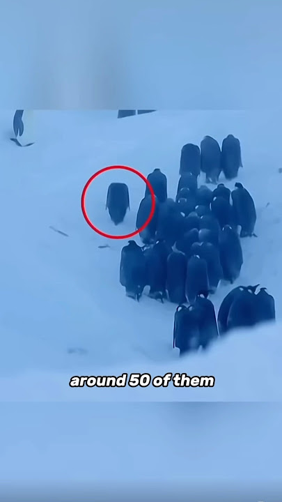 BBC Breaks Rules to Save Penguin’s🥹