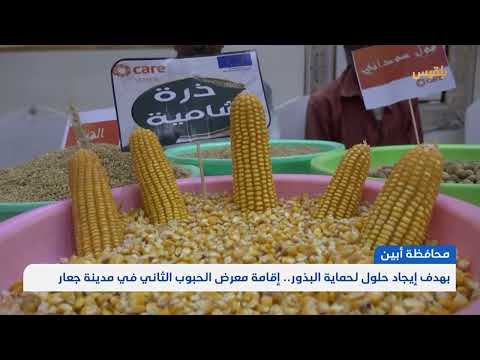 بهدف إيجاد حلول لحماية البذور... إقامة معرض الحبوب الثاني في مدينة جعار بأبين | تقرير: لطفي إبراهيم